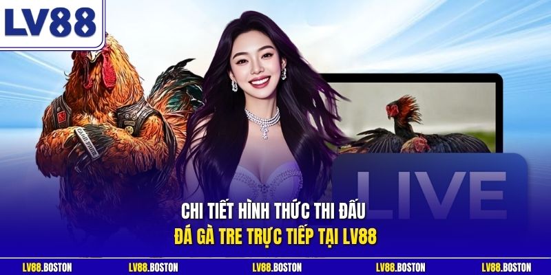 Chi tiết hình thức thi đấu đá gà tre trực tiếp tại LV88