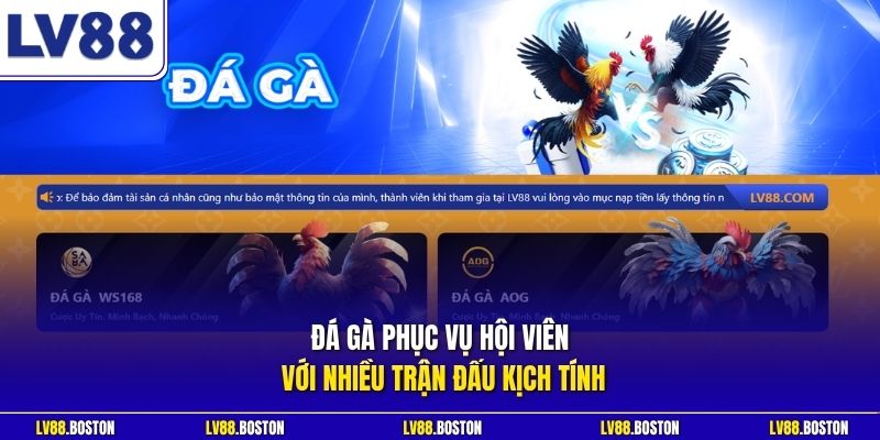 Đá gà phục vụ hội viên với nhiều trận đấu kịch tính